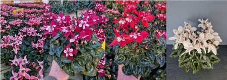 CYCLAMEN DJIX 10,5Ø Ø10.5