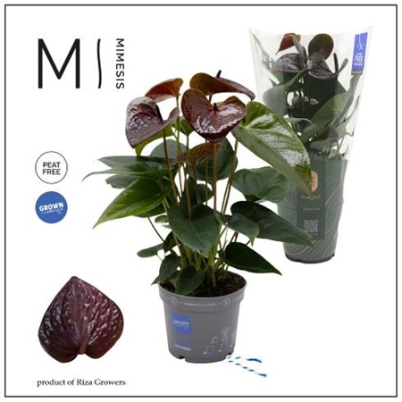 Anthurium andr. Karma Essencia Ø12 H=35 5+ BLM
