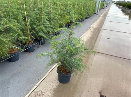 Cedrus deodara Ø19 H=45 POTGEKWEEK