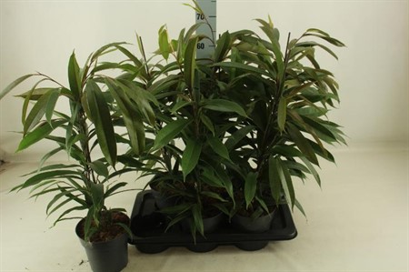 Ficus bi Amstel King KLIPP Ø17 H=70
