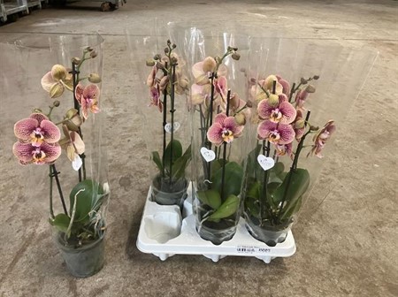 Phalaenopsis Berger Ø12 H=45 12+ BLM 2 TAK