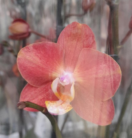 Phalaenopsis Horizon Ø12 H=60 2 TAK