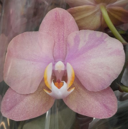 Phalaenopsis Jupiter Ø12 H=60 2 TAK