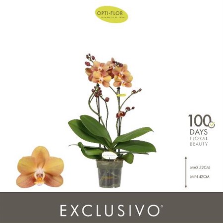 Phalaenopsis multiflora Monaco Ø12 H=45 18+ BLM 2 TAK