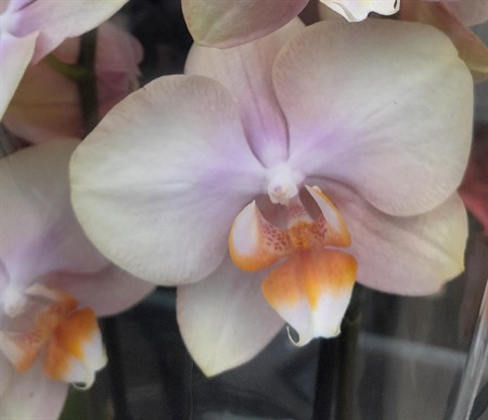 Phalaenopsis Peaches Ø12 H=60 2 TAK
