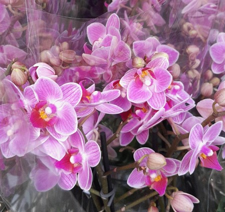 Phalaenopsis Pink Ø12 H=60 3 TAK