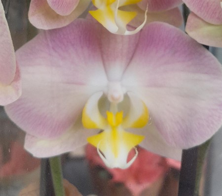 Phalaenopsis Rapunzel Ø12 H=60 2 TAK