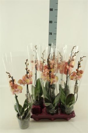 Phalaenopsis Tina Ø12 H=60 2 TAK