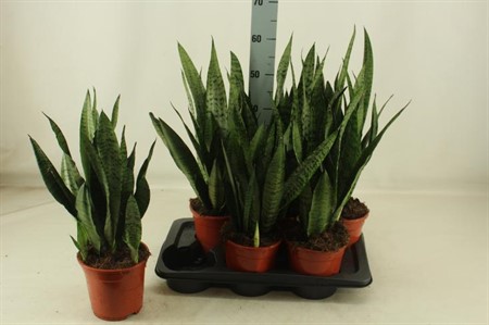 Sansevieria zeylanica Ø17 H=60