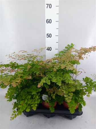 Adiantum tenerum 'Scutum Roseum' . Ø12 H=35