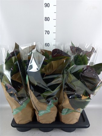 Anthurium andr. 'Beauty Black' 5+ Black Ø17 H=50