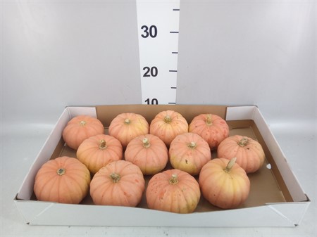 Cucurbita ... Miss Pink Sophie Ø H=15