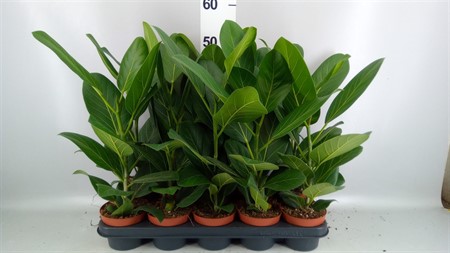 Ficus benghalensis 'Audrey' Ø12 H=40