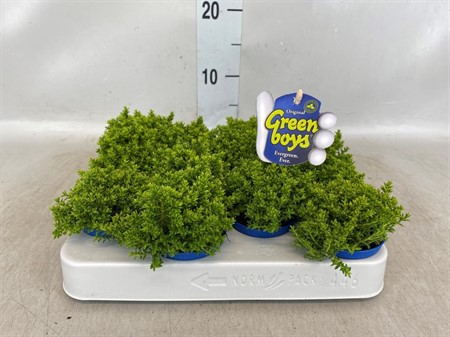 Hebe 'Emerald Gem' mini 'Green Globe' babies Ø6 H=10