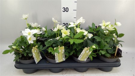 Helleborus niger 'Advent Star' 'Advent Star Early' XL Ø12 H=25