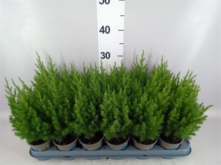 Juniperus chinensis 'Stricta' Juniperus chinensis 'Stricta' Ø9 H=25