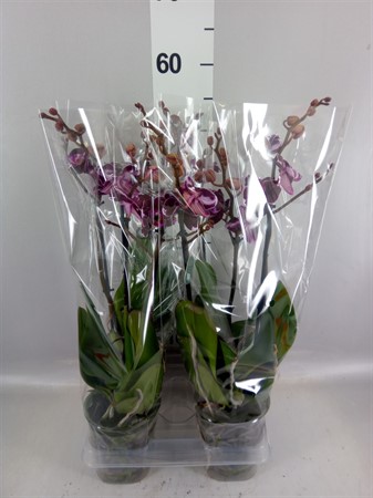 Phalaenopsis multi. 'Ant Cartagena' 2 spike Ø12 H=50