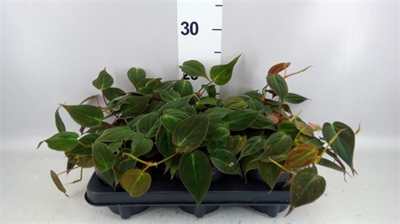 Philodendron scand. subsp. micans Ø12 H=20
