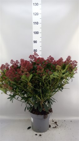 Skimmia jap. 'Rubella' . Ø23 H=60