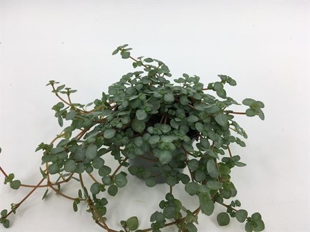 PILEA NUMMULAR. 'GLAUCA GREYZY Ø6