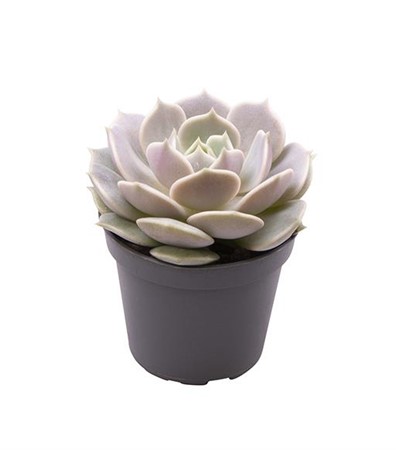 ECHEVERIA. 'LOLA' 6 CM Ø6
