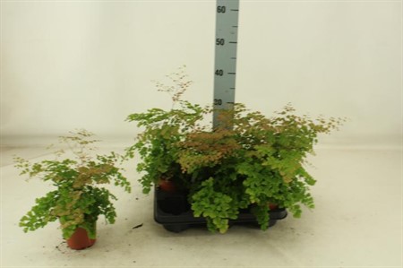 Adiantum tenerum Scutum Roseum Ø12 H=35