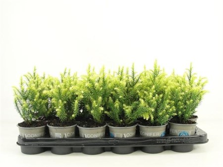 Cryptomeria japonica Vilmorin Gold Ø9 H=15