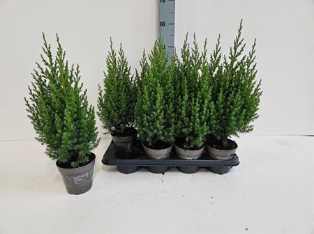 Juniperus chin. Stricta Ø13 H=50 POTGEKWEEK