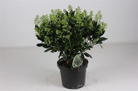 Skimmia jap. Finchy Ø26 H=60 40+ BLM WIT