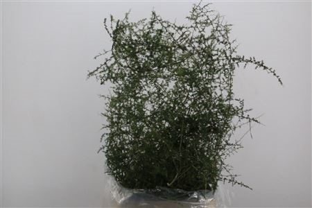 Asparagus DENS Sprengeri H=140