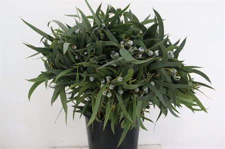 bunch Eucalyptus leaf H=65