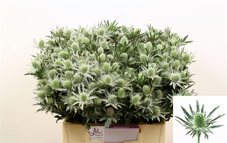 Eryngium Sirius Questar H=40