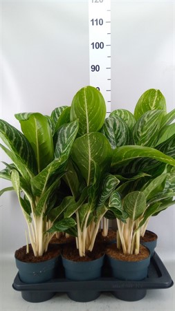 Aglaonema Bh 'Green Sun' * Ø17 H=73