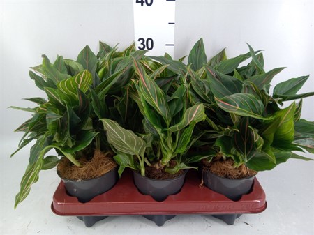 Aglaonema Sh ... N&S 'Elein Pink' Ø12 H=25
