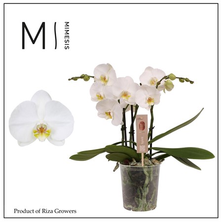 Phalaenopsis 'Spirit White' 3 spike Ø12 H=45