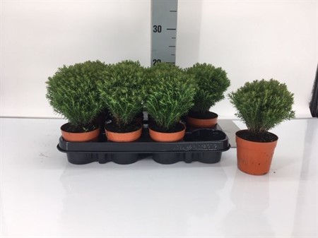 THUJA TEDDY 9Ø Ø9