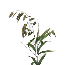 Chasmanthium Latifolium 70
