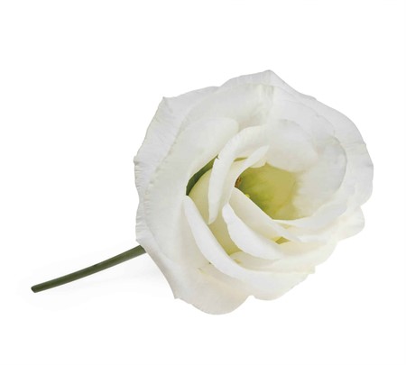 Lisianthus Rosita White 70