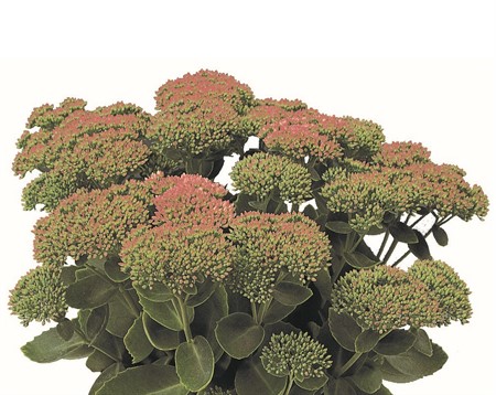 Sedum Herbstfreude 55