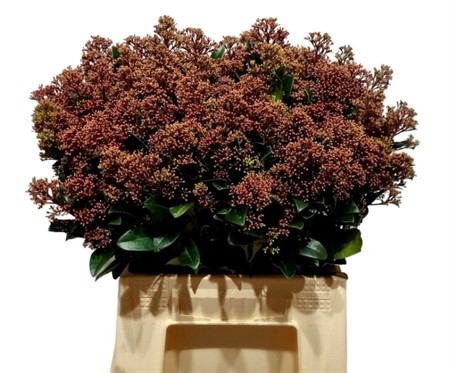 Skimmia Röd Per Bunt 45