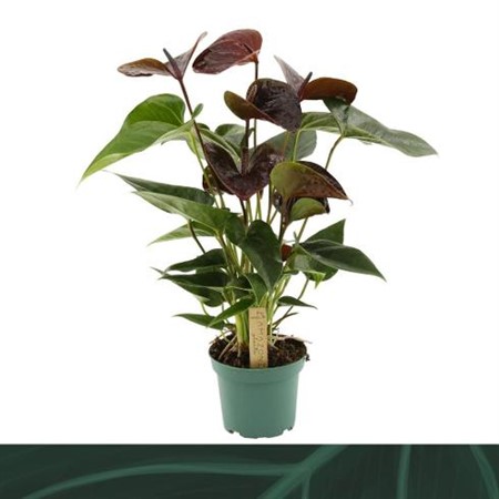Anthurium andr. Essencia brun Ø12 H=35 5+ BLM