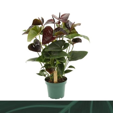 Anthurium andr. Essencia Ø14 H=50 5+ BLM