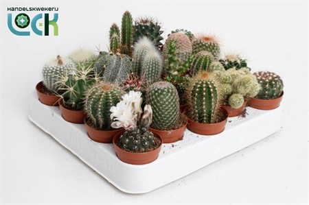 Cactus mix 18 soorten Ø5,5 H=10