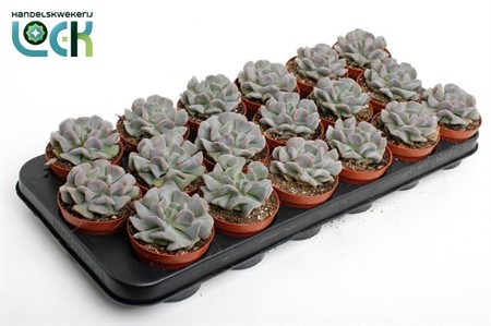 Echeveria Monica Ø8,5 H=15