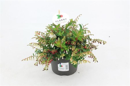 Gaultheria Florry NYHET Ø13 H=20