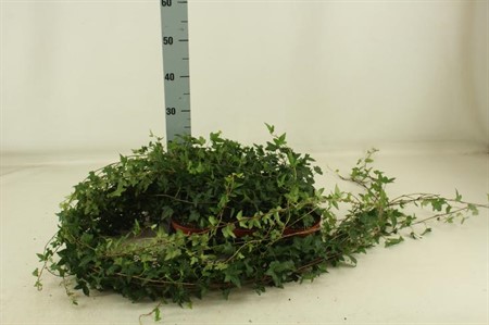 Hedera helix Shamrock Ø13 H=30