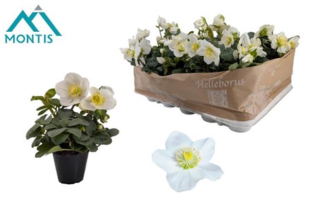 Helleborus Christmas Carol MINI Ø6 H=14 8+ BLM