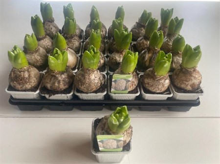 Hyacinthus or. White Ideal Ø7 H=13 30+ BLM 1 BOL PP