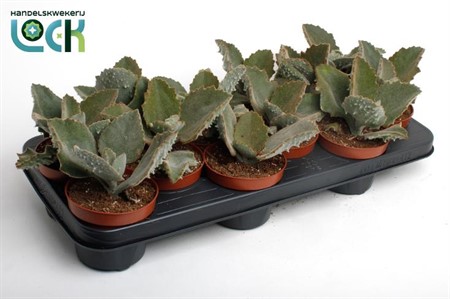 Kalanchoe beharensis Ø10,5 H=15