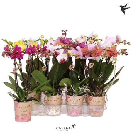 Phalaenopsis Kolibri mix Ø9 H=40 VERTAKT 2 TAK